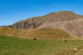 SheepÃ¢â¬â¢s on a field in Hornafjordur in south Iceland Royalty Free Stock Photo